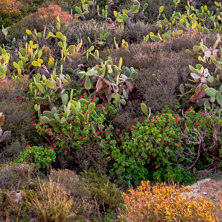 Faro Capel Rosso Semesteranläggning (resort) Giglio Castello